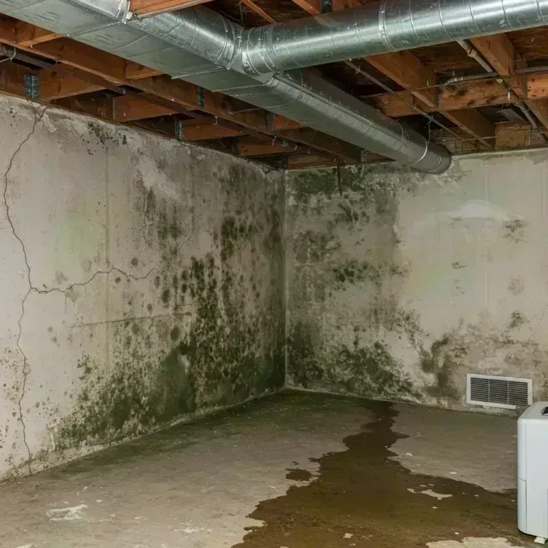 Professional Mold Removal in Prospect, KY